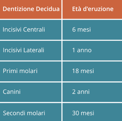 dentizione denti da latte I fase