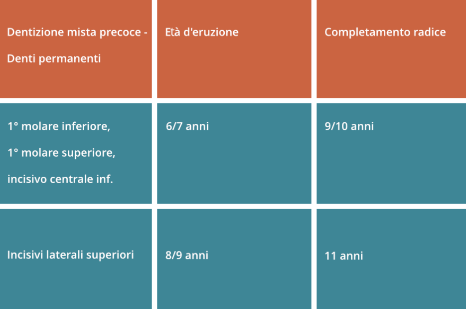 dentizione denti da latte II fase